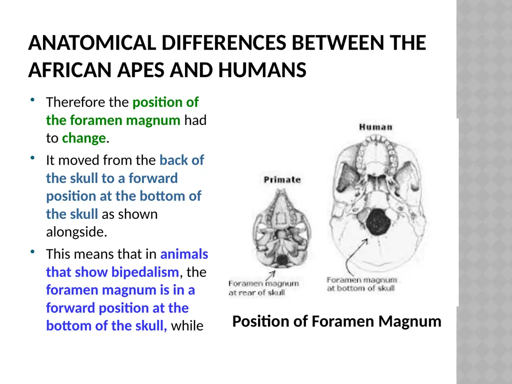 Life sciences Grade 12 CAPS structured, clear, - slide 41 of 93