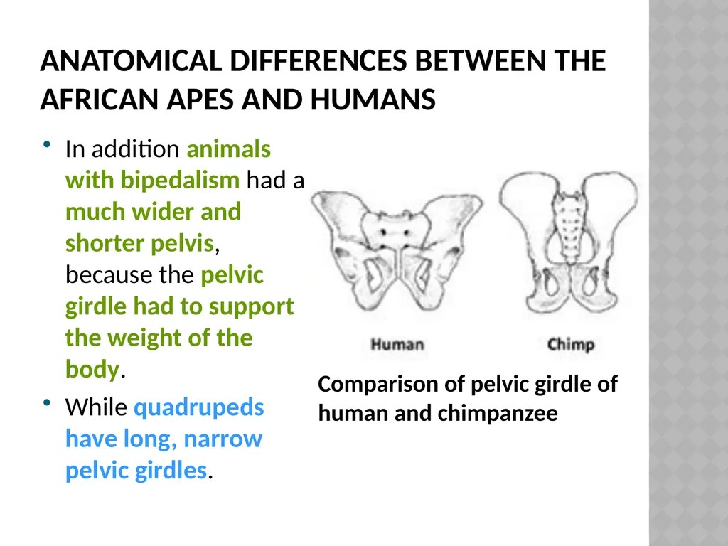 Life sciences Grade 12 CAPS structured, clear, - slide 43 of 93