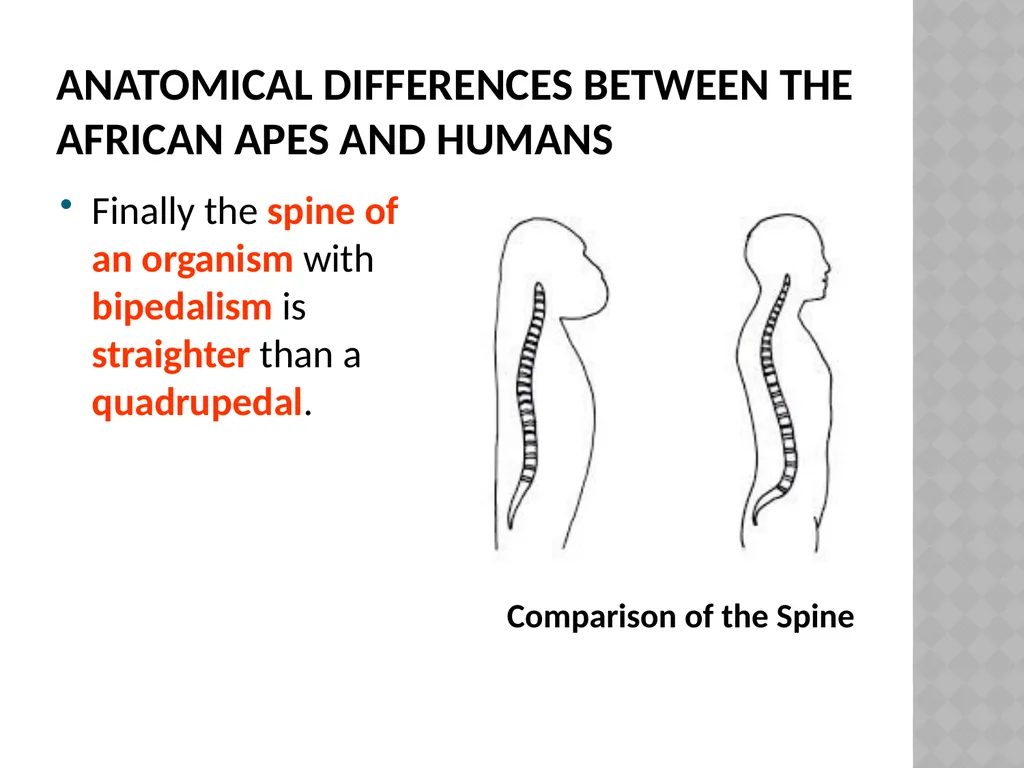 Life sciences Grade 12 CAPS structured, clear, - slide 44 of 93