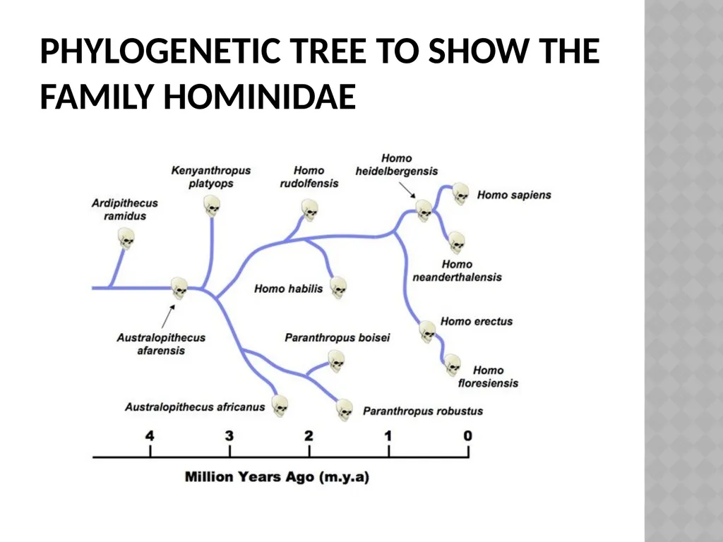Life sciences Grade 12 CAPS structured, clear, - slide 10 of 93