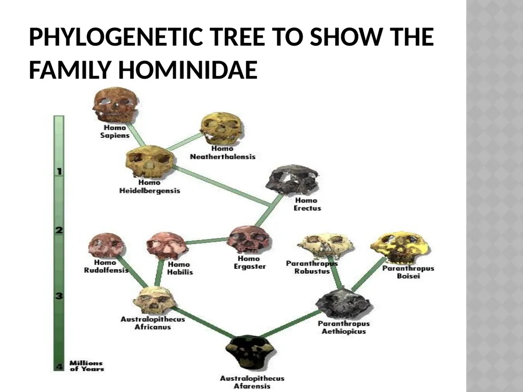 Life sciences Grade 12 CAPS structured, clear, - slide 11 of 93