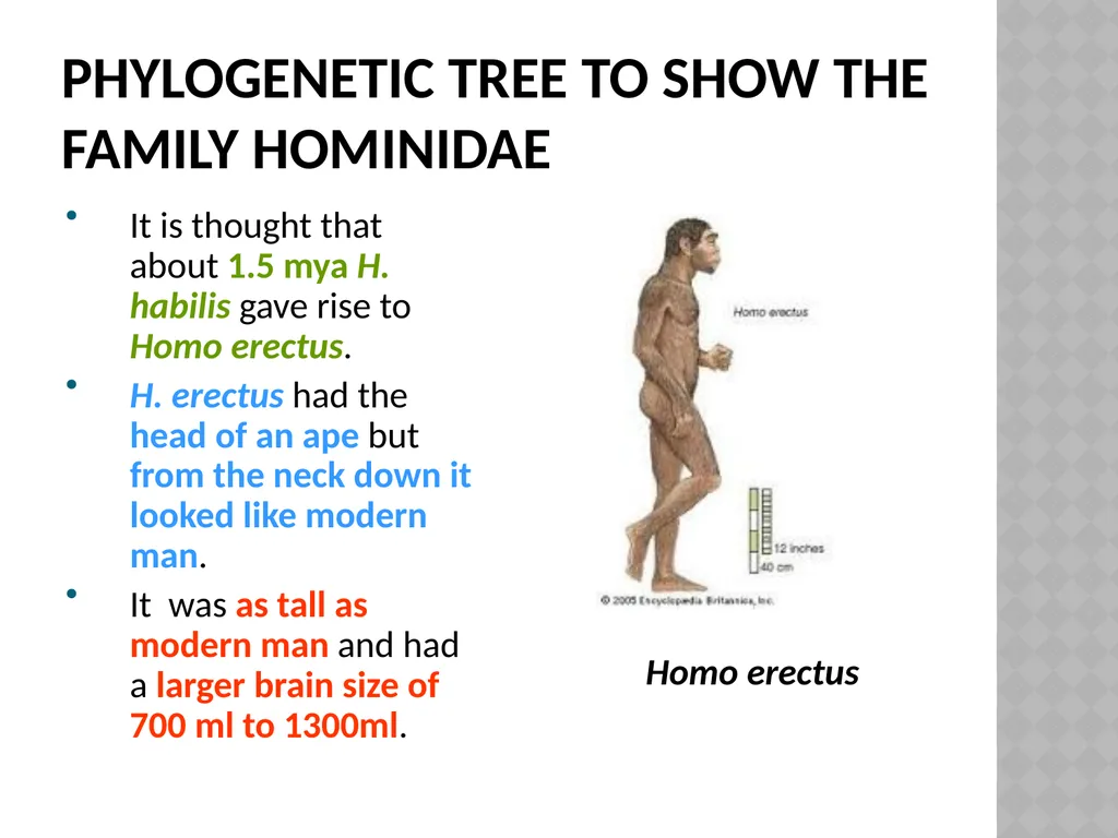 Life sciences Grade 12 CAPS structured, clear, - slide 17 of 93