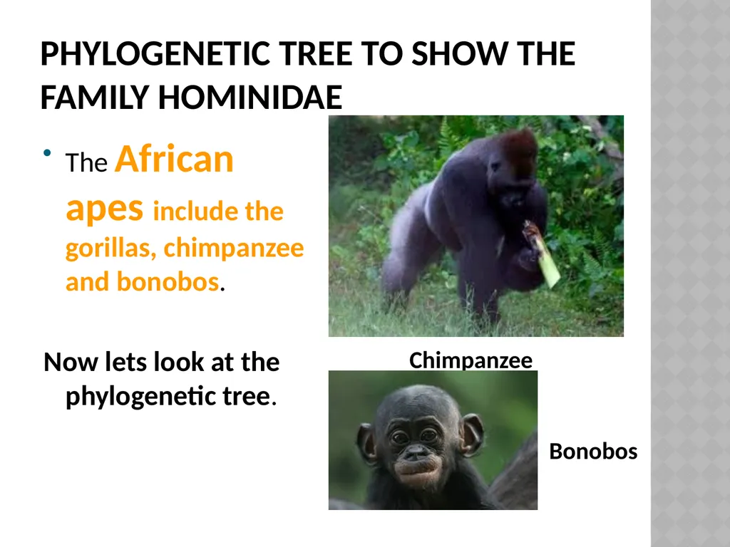 Life sciences Grade 12 CAPS structured, clear, - slide 6 of 93