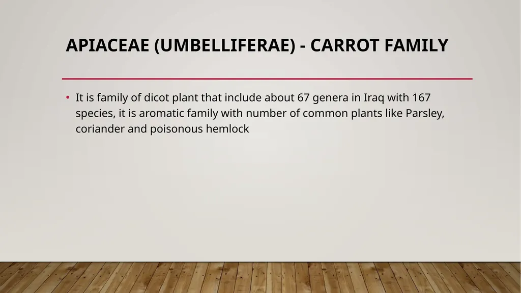 Dicotyledon Apiaceae (Umbelliferae) - Carrot - slide 2 of 8