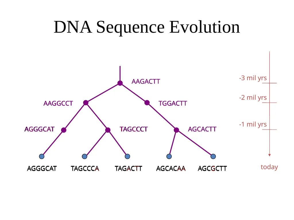 CS 581 Tandy Warnow Today Brief intro to Newick - slide 33 of 65