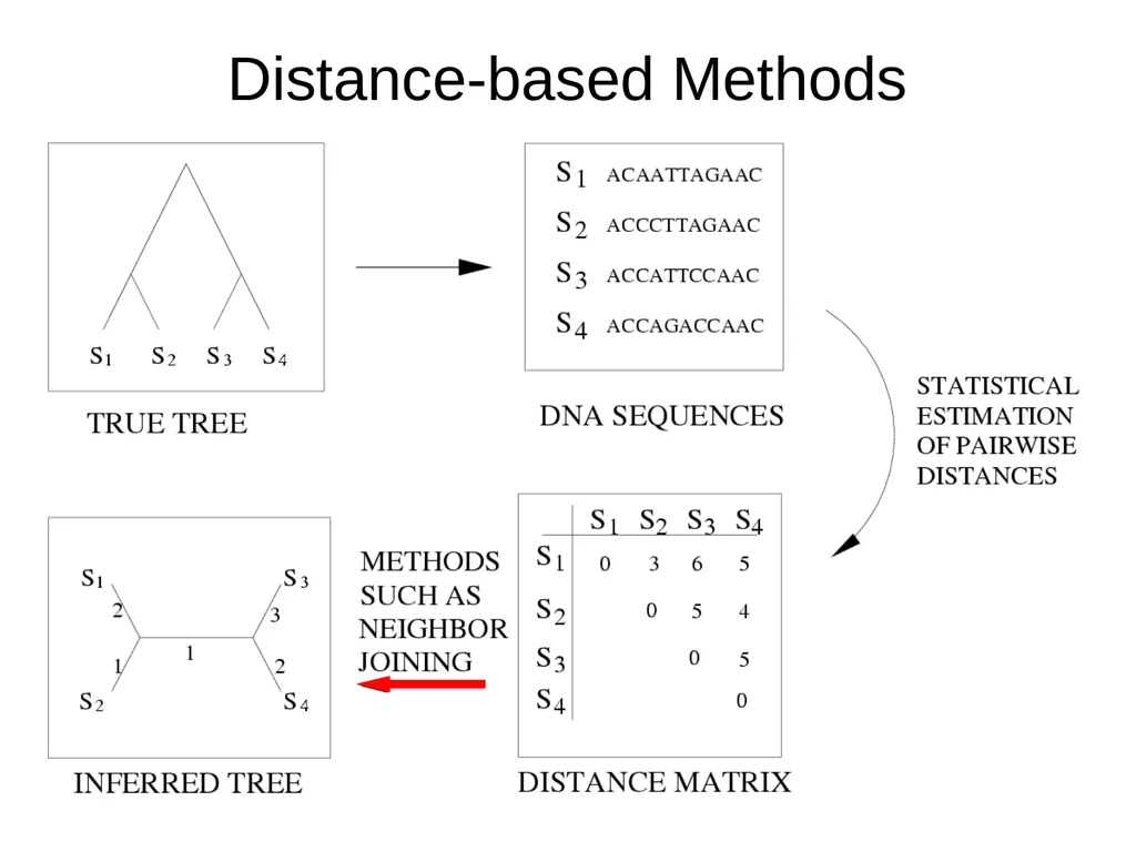 CS 581 Tandy Warnow Today Brief intro to Newick - slide 19 of 65