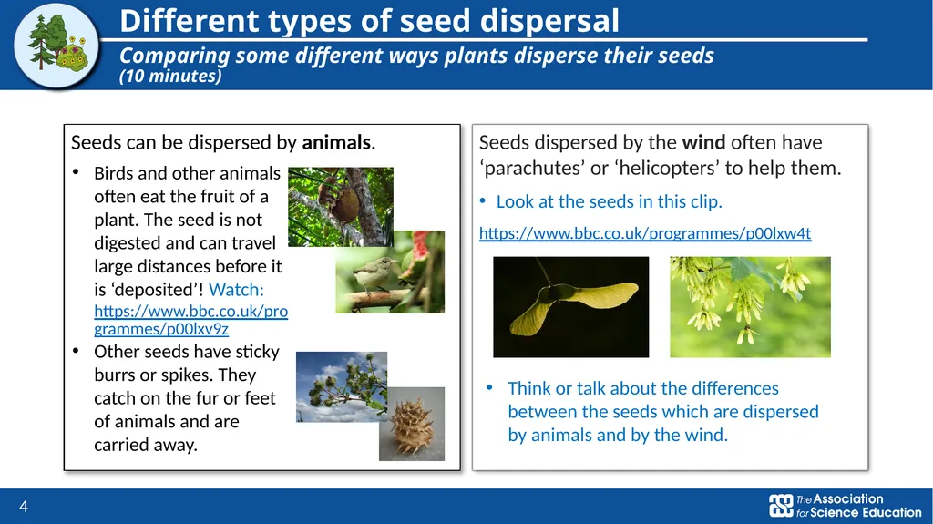Plants Exploring seed dispersal in plants Year 3 - slide 4 of 9