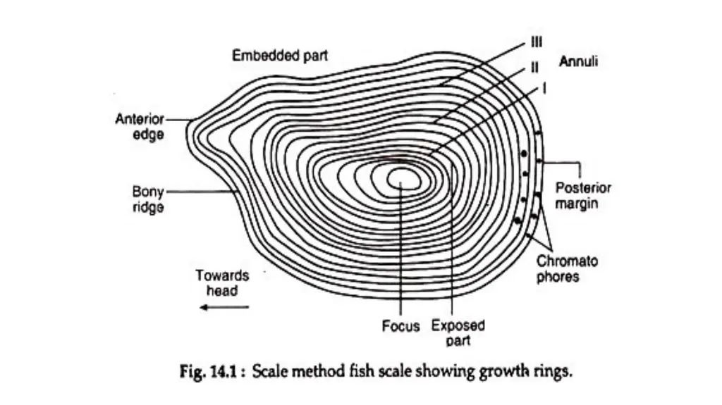FISH BREEDING AND SPAWN MANAGEMENT Dr. S.P. Sahu - slide 20 of 26