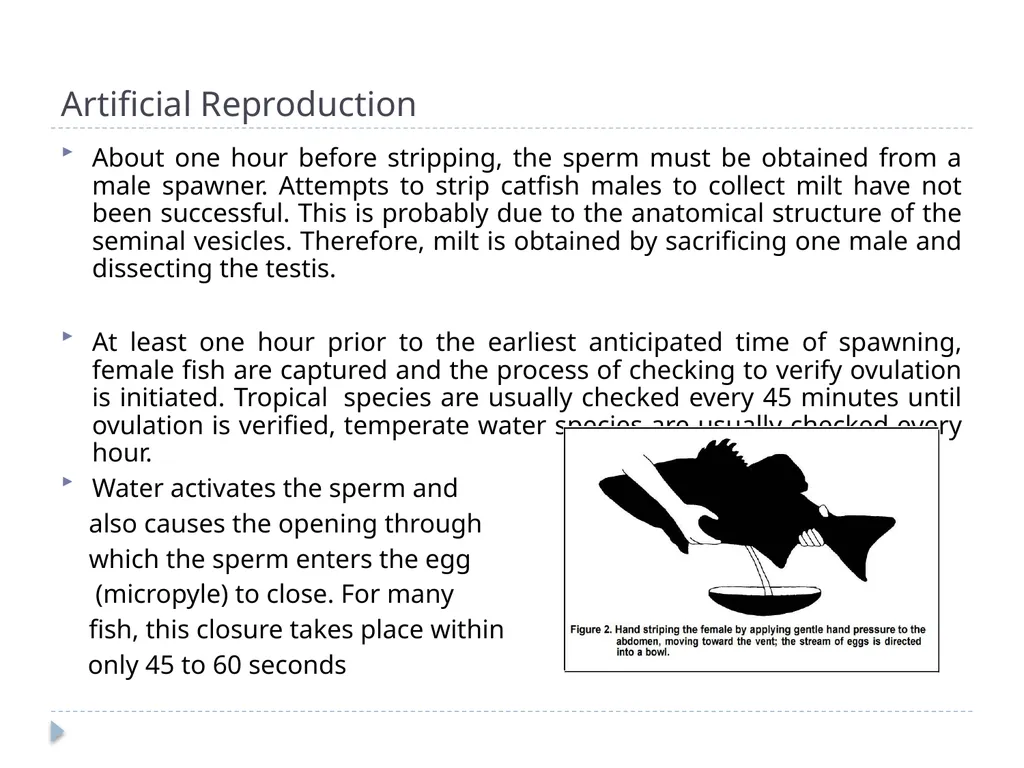 FISH BREEDING MTB7, Sadia Tahir FISH BREEDING - slide 8 of 11