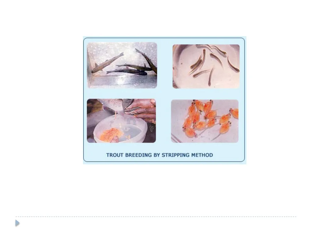 FISH BREEDING MTB7, Sadia Tahir FISH BREEDING - slide 11 of 11