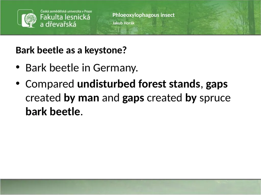 Phloeoxylophagous insect Jakub Horák Introduction - slide 29 of 55