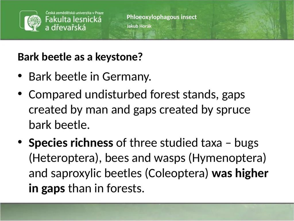 Phloeoxylophagous insect Jakub Horák Introduction - slide 30 of 55