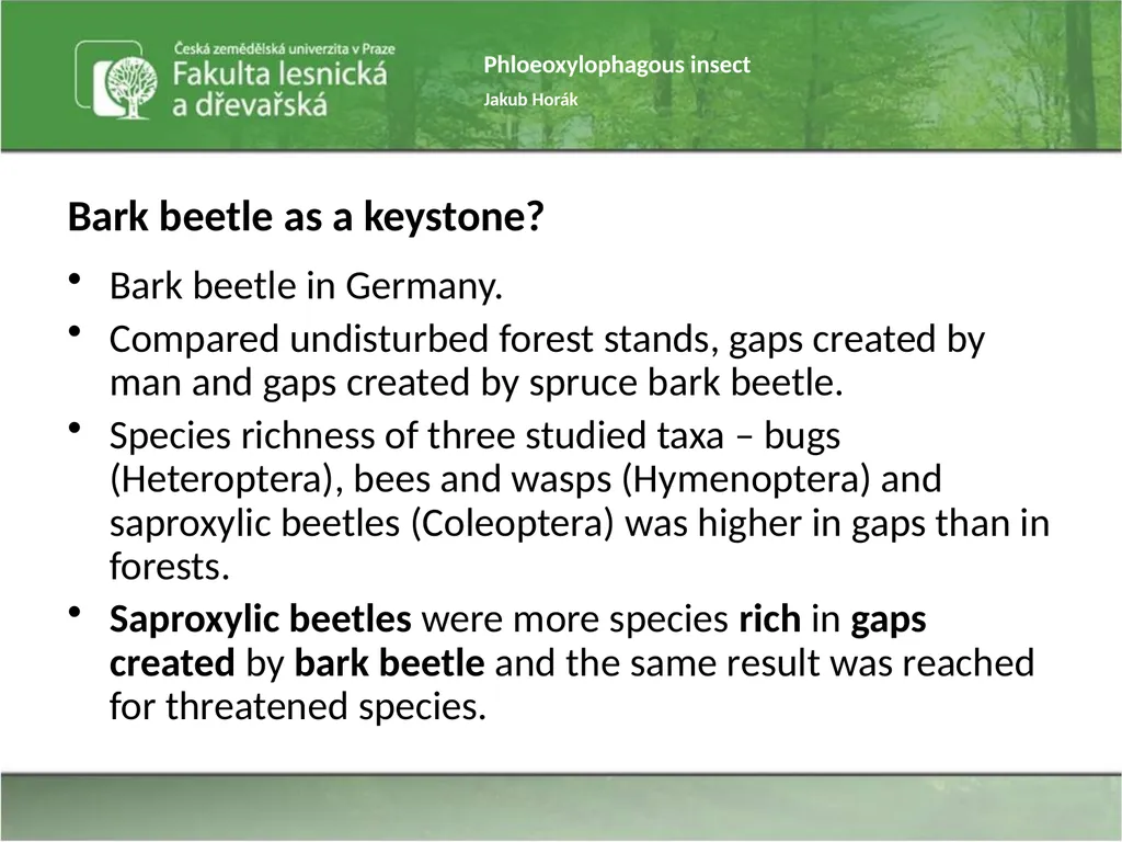 Phloeoxylophagous insect Jakub Horák Introduction - slide 31 of 55