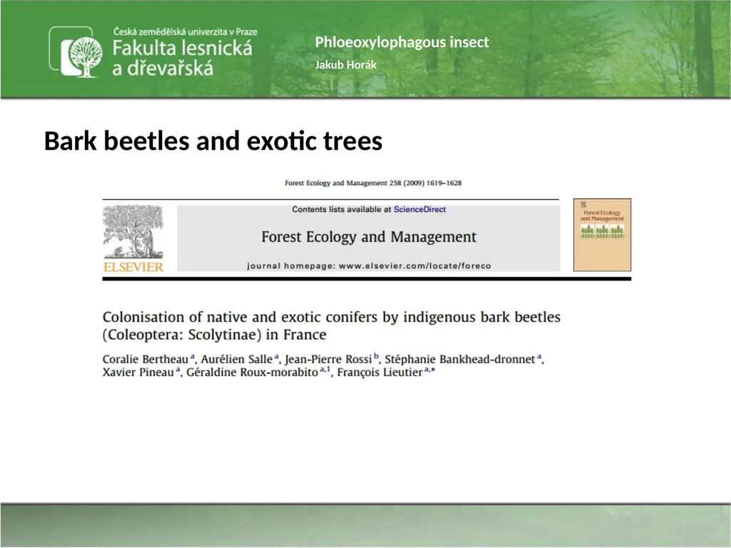 Phloeoxylophagous insect Jakub Horák Introduction - slide 34 of 55