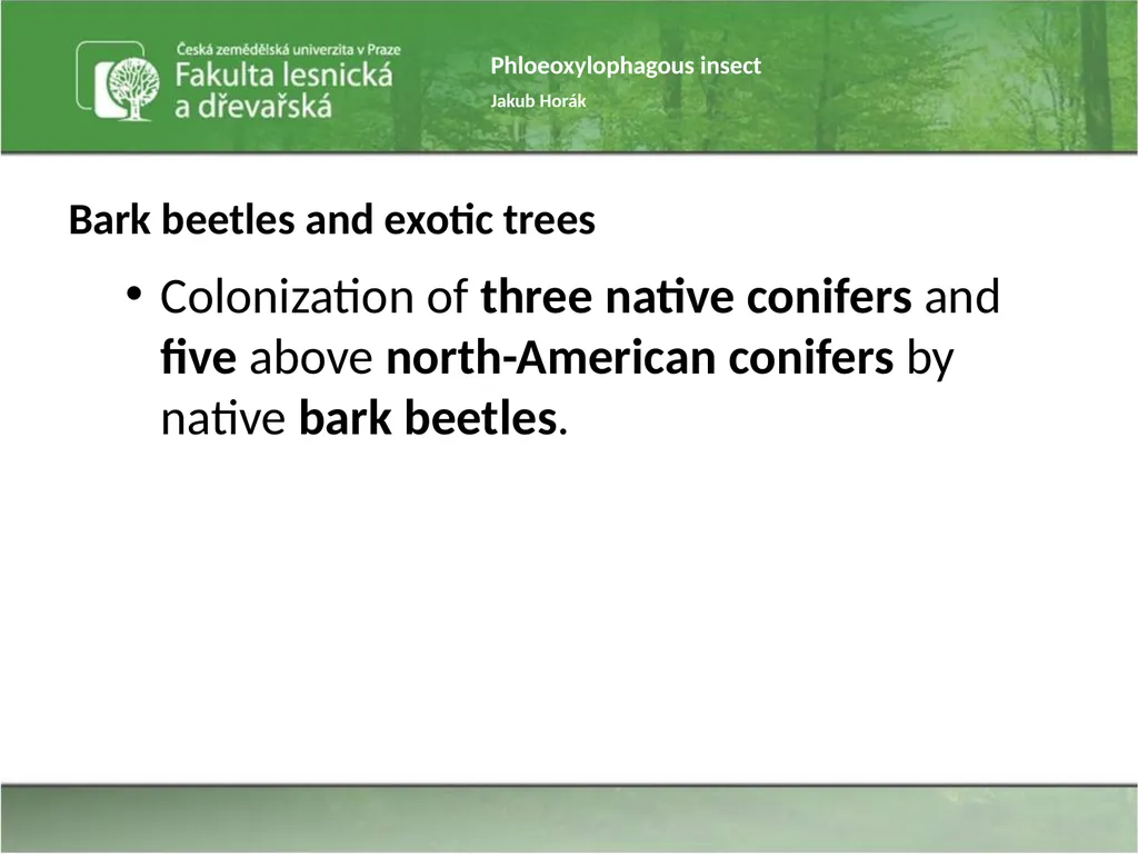 Phloeoxylophagous insect Jakub Horák Introduction - slide 35 of 55