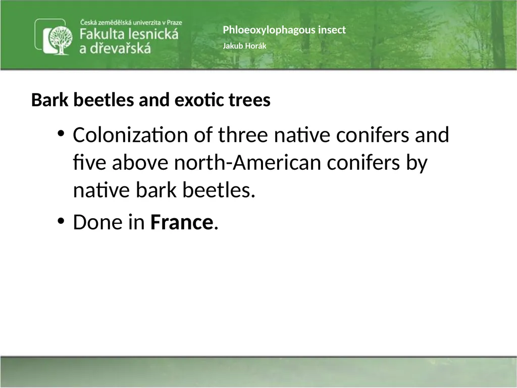 Phloeoxylophagous insect Jakub Horák Introduction - slide 36 of 55