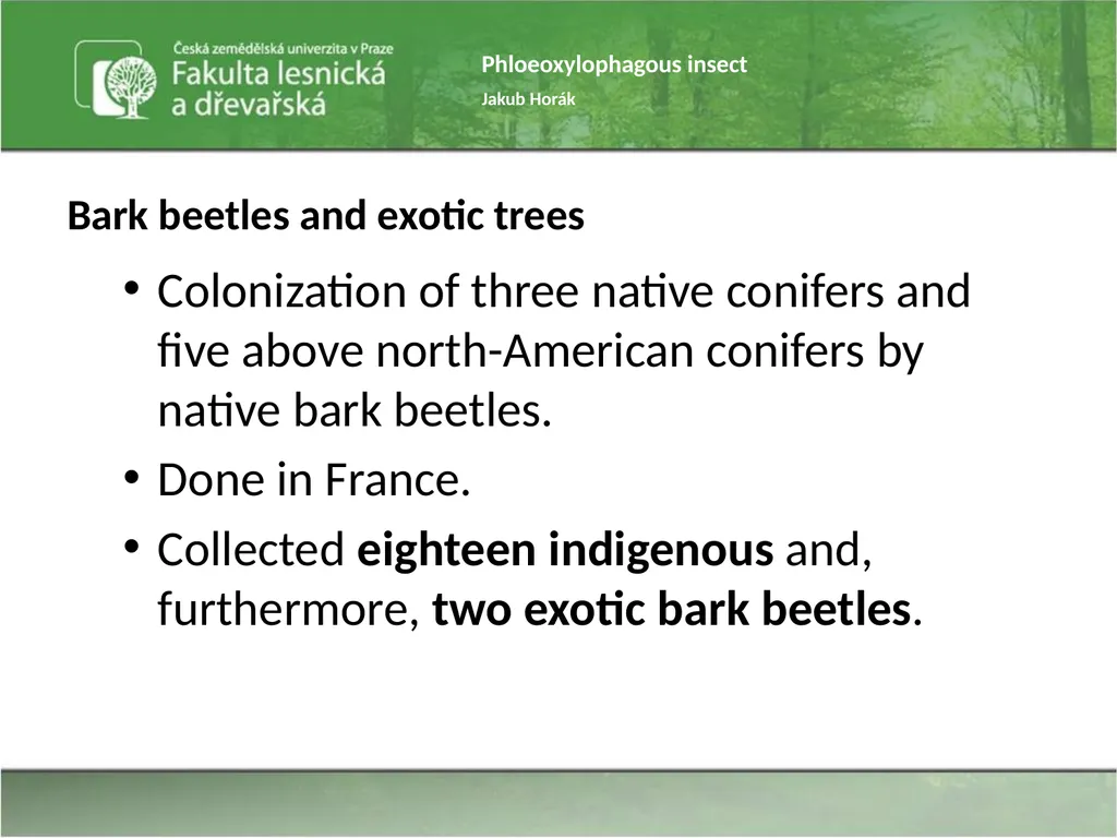 Phloeoxylophagous insect Jakub Horák Introduction - slide 37 of 55