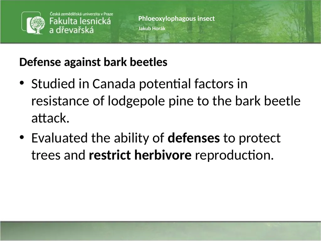 Phloeoxylophagous insect Jakub Horák Introduction - slide 51 of 55