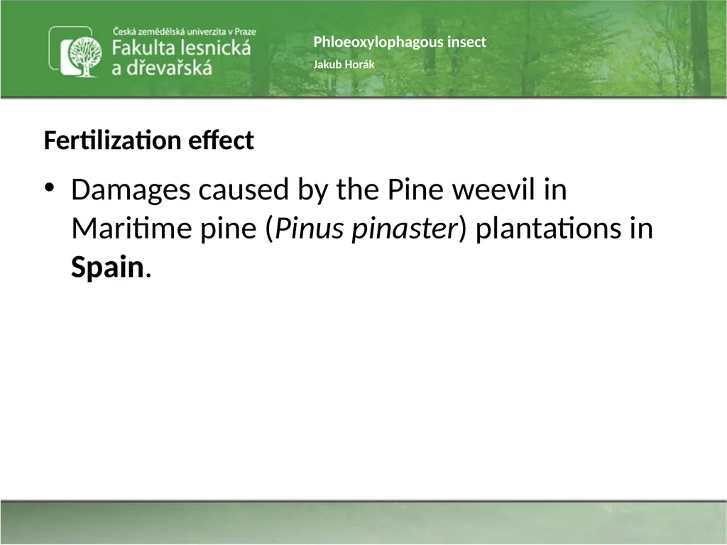 Phloeoxylophagous insect Jakub Horák Introduction - slide 22 of 55