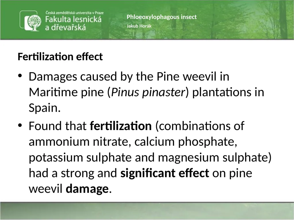 Phloeoxylophagous insect Jakub Horák Introduction - slide 23 of 55