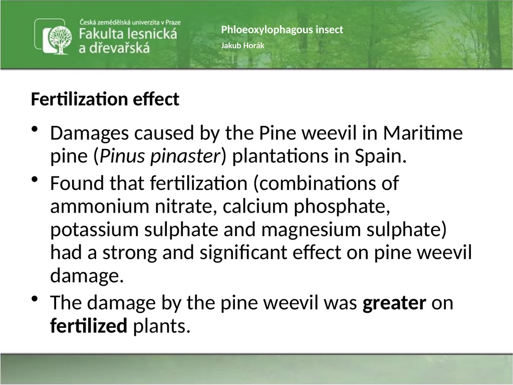 Phloeoxylophagous insect Jakub Horák Introduction - slide 24 of 55