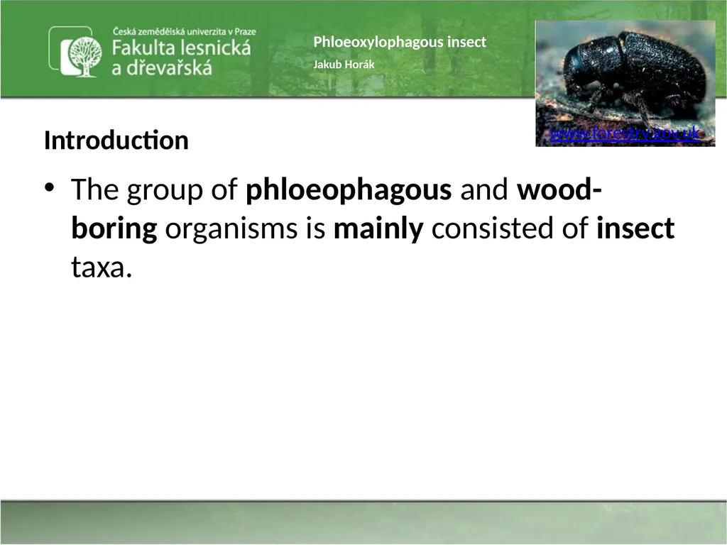 Phloeoxylophagous insect Jakub Horák Introduction - slide 2 of 55