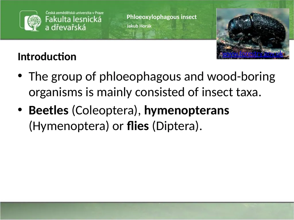 Phloeoxylophagous insect Jakub Horák Introduction - slide 3 of 55