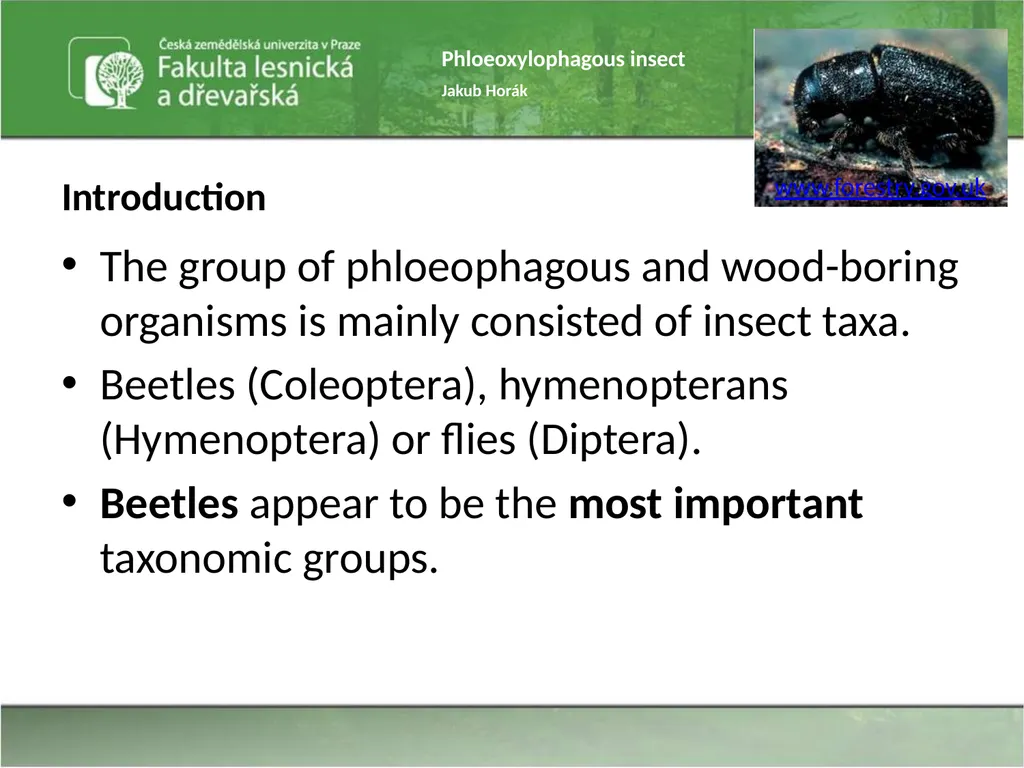 Phloeoxylophagous insect Jakub Horák Introduction - slide 4 of 55