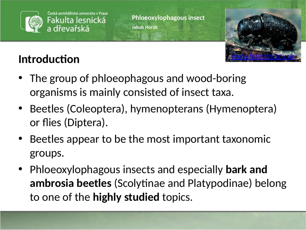 Phloeoxylophagous insect Jakub Horák Introduction - slide 5 of 55