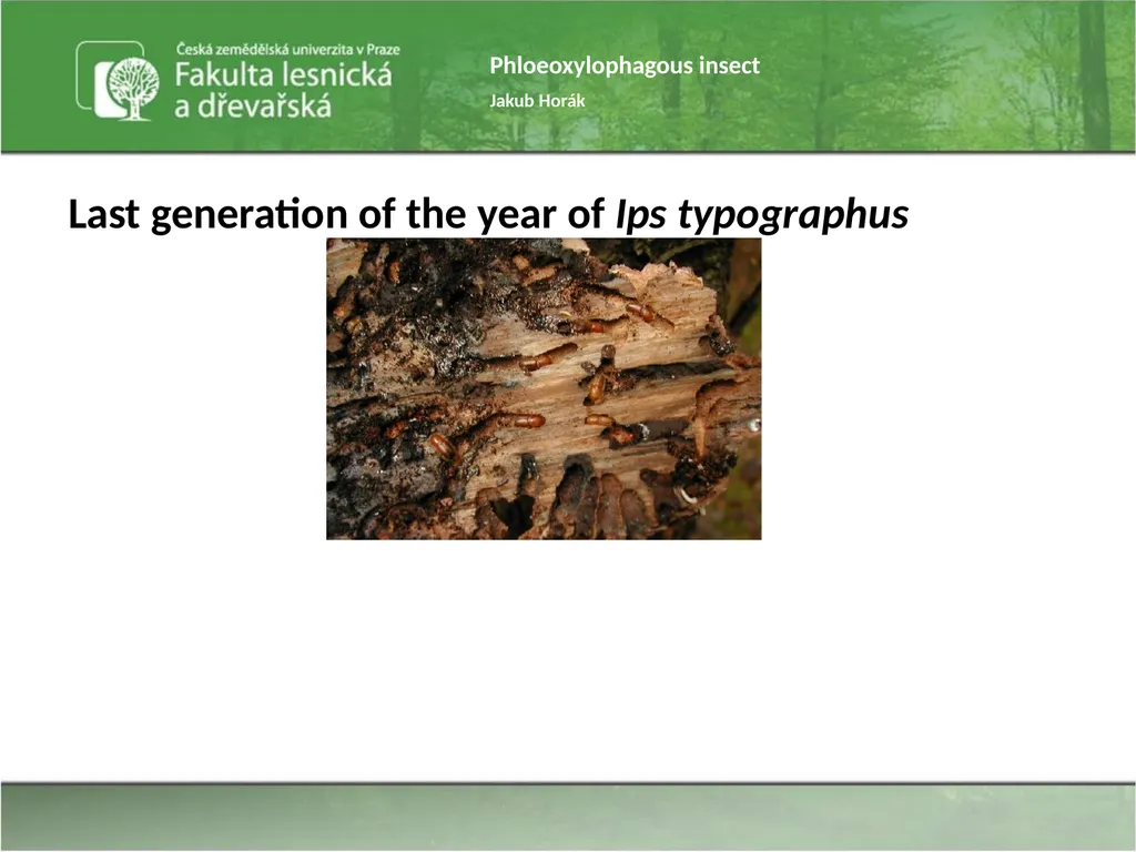 Phloeoxylophagous insect Jakub Horák Introduction - slide 6 of 55