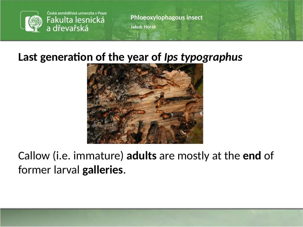 Phloeoxylophagous insect Jakub Horák Introduction - slide 7 of 55
