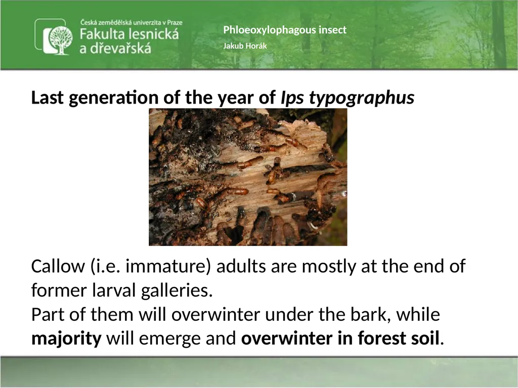 Phloeoxylophagous insect Jakub Horák Introduction - slide 8 of 55