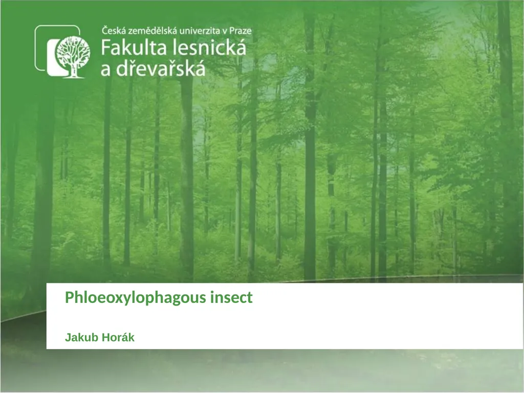 Phloeoxylophagous insect Jakub Horák Introduction - slide 1 of 55