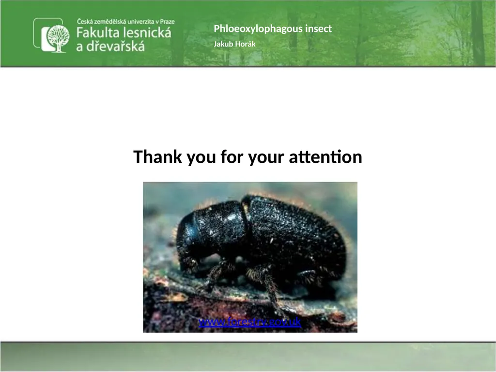 Phloeoxylophagous insect Jakub Horák Introduction - slide 55 of 55