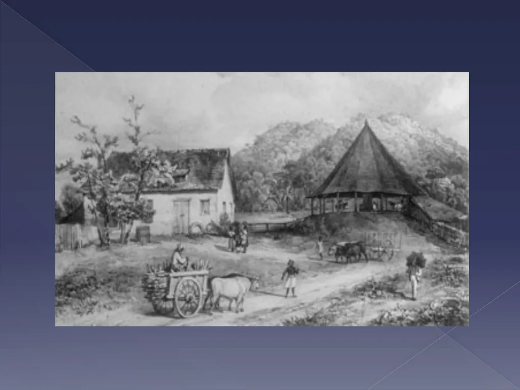 Slavery and the sugar plantation Learning - slide 9 of 20