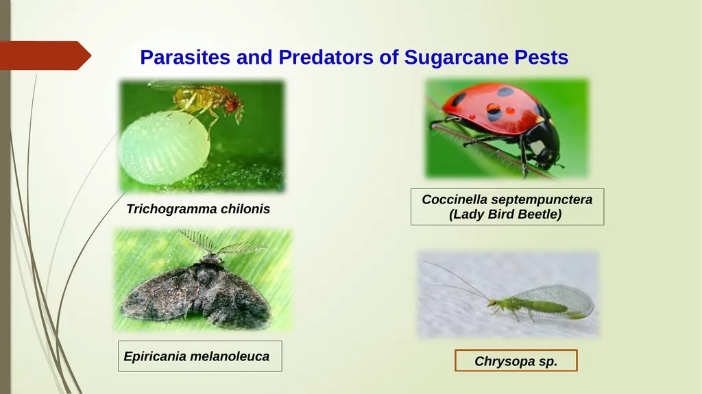 Integrated Pest Management Strategies for Suitable - slide 11 of 21