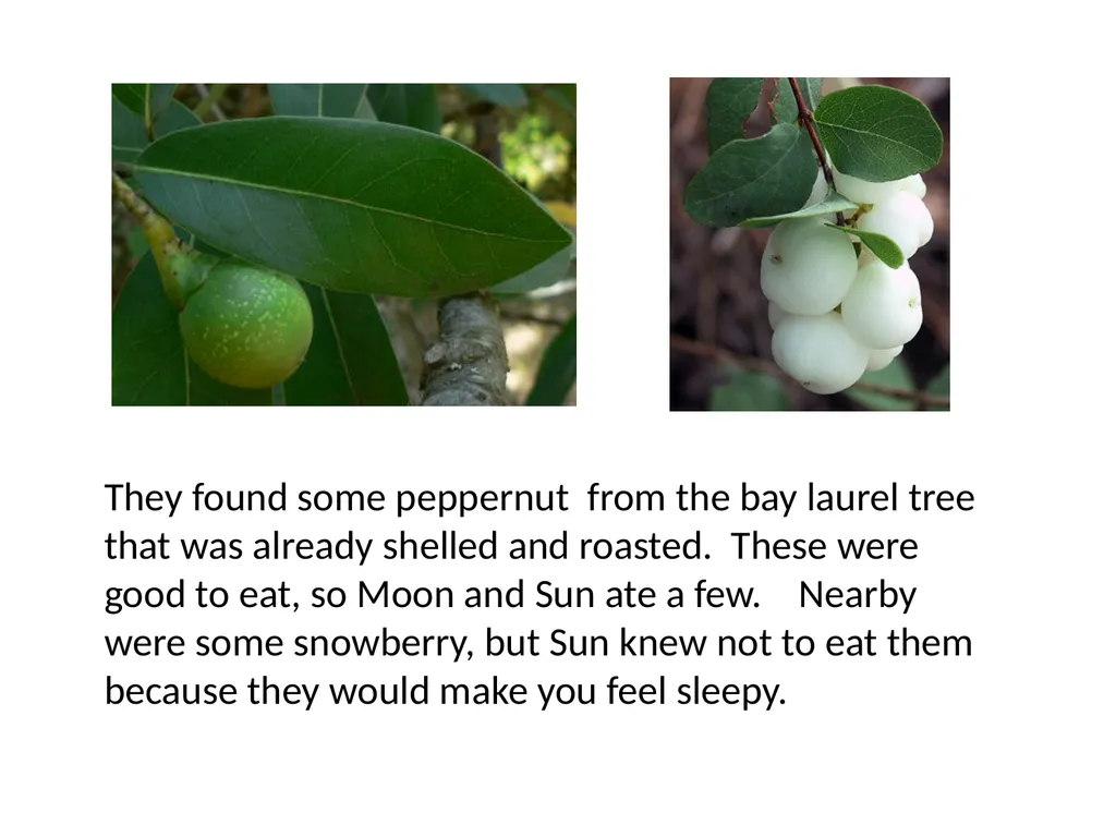 Growing up Ohlone Sun and Moon lived in a village - slide 21 of 25