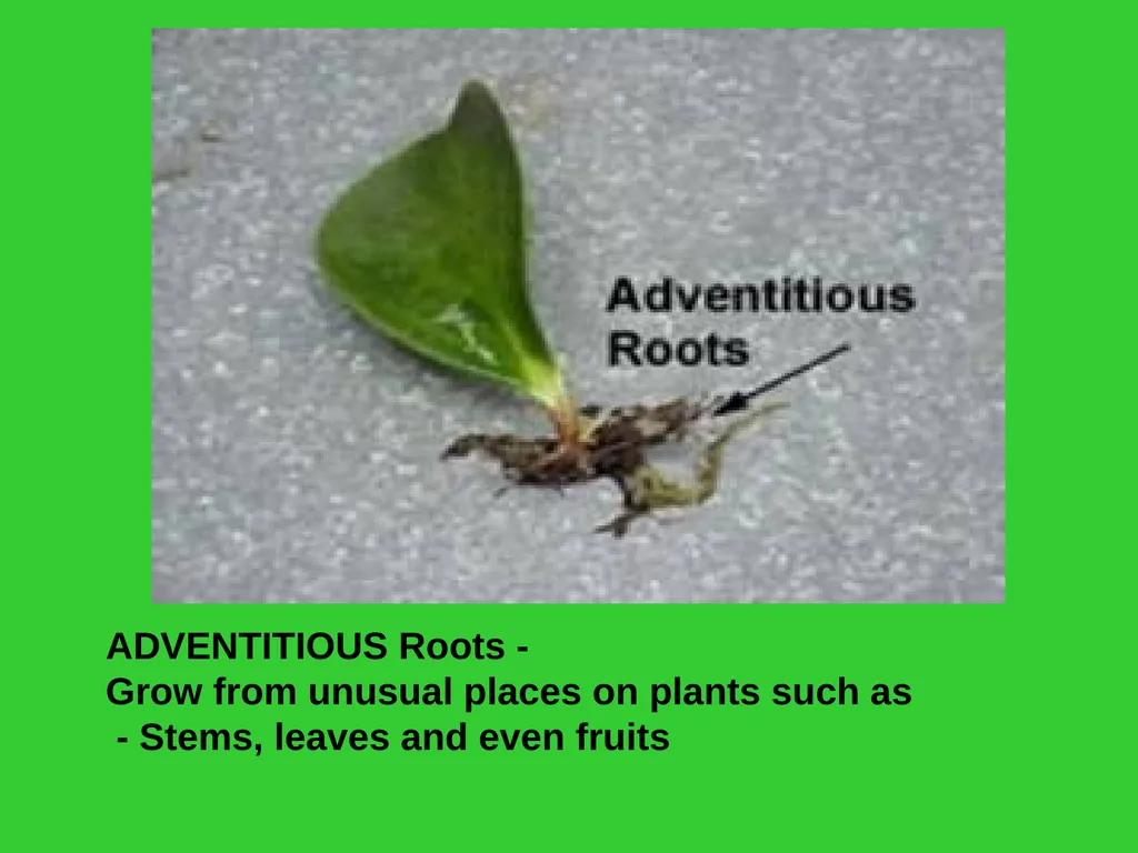 The EXTERNAL Structure of PLANTS External - slide 10 of 12