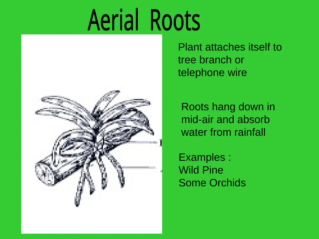 The EXTERNAL Structure of PLANTS External - slide 7 of 12