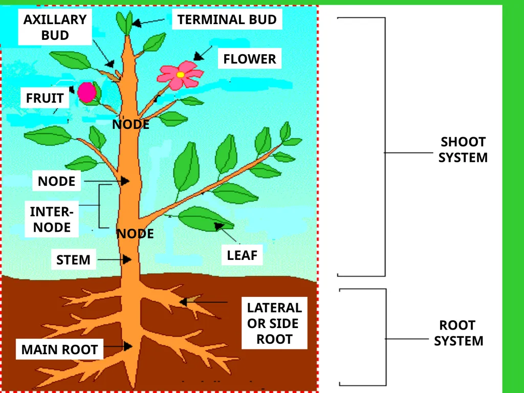 The EXTERNAL Structure of PLANTS External - slide 3 of 12