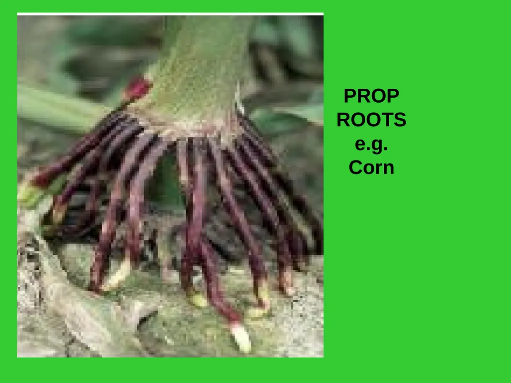 The EXTERNAL Structure of PLANTS External - slide 9 of 12