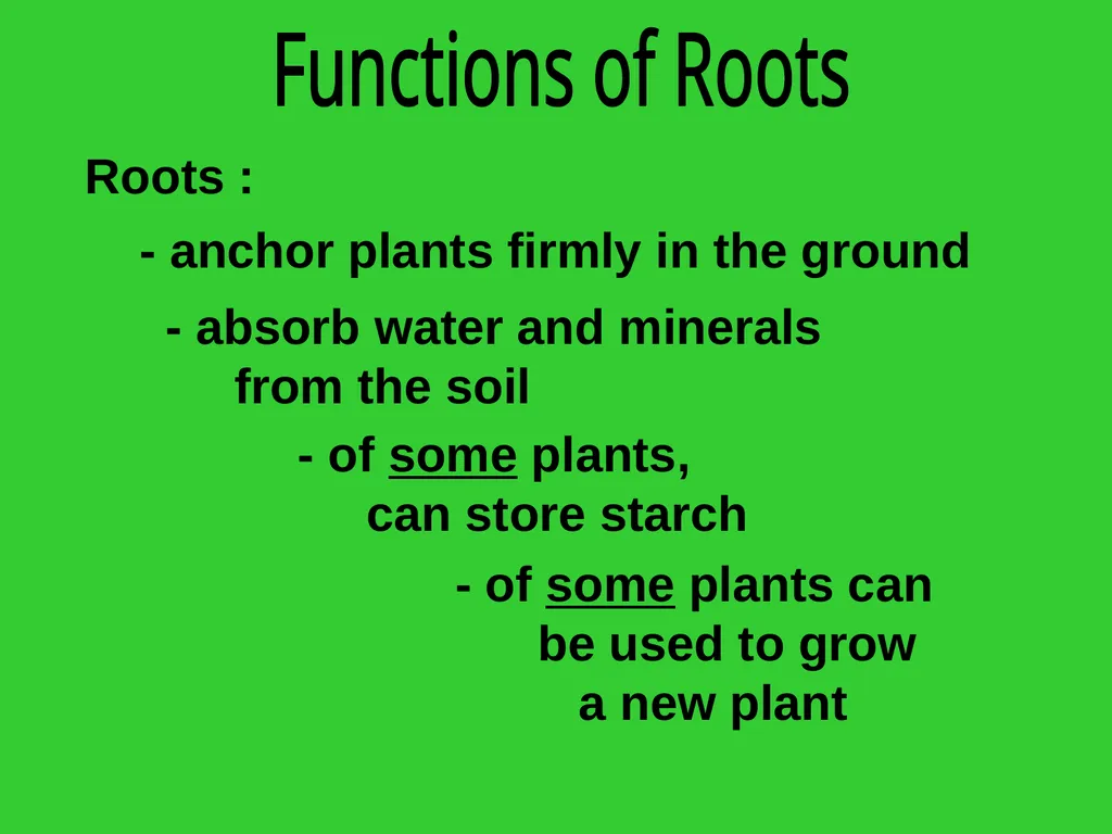The EXTERNAL Structure of PLANTS External - slide 11 of 12