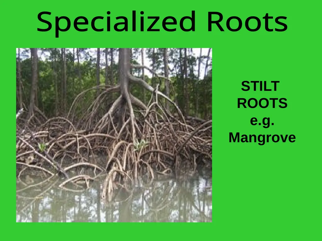 The EXTERNAL Structure of PLANTS External - slide 8 of 12