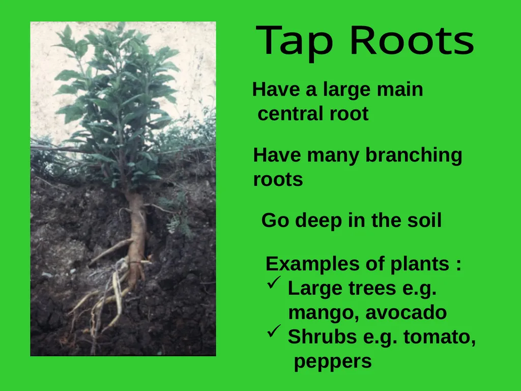 The EXTERNAL Structure of PLANTS External - slide 6 of 12