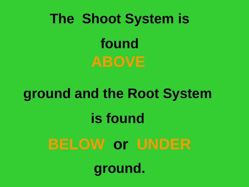 The EXTERNAL Structure of PLANTS External - slide 4 of 12