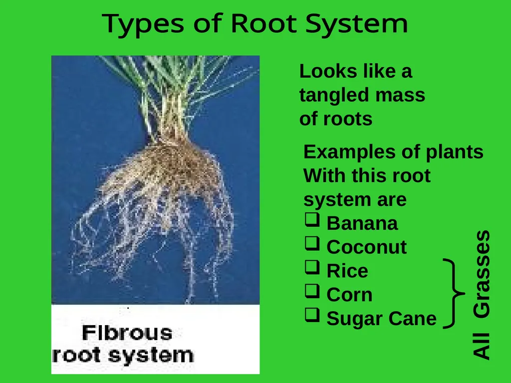 The EXTERNAL Structure of PLANTS External - slide 5 of 12