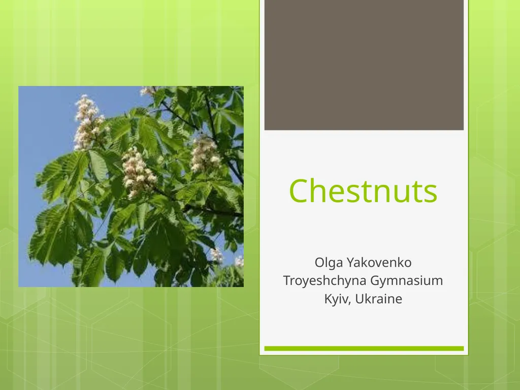 Chestnuts Olga Yakovenko Troyeshchyna Gymnasium - slide 1 of 14
