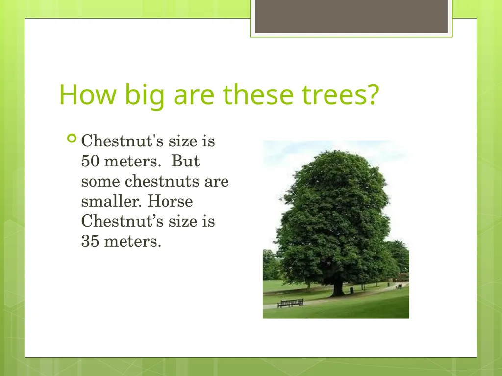 Chestnuts Olga Yakovenko Troyeshchyna Gymnasium - slide 6 of 14
