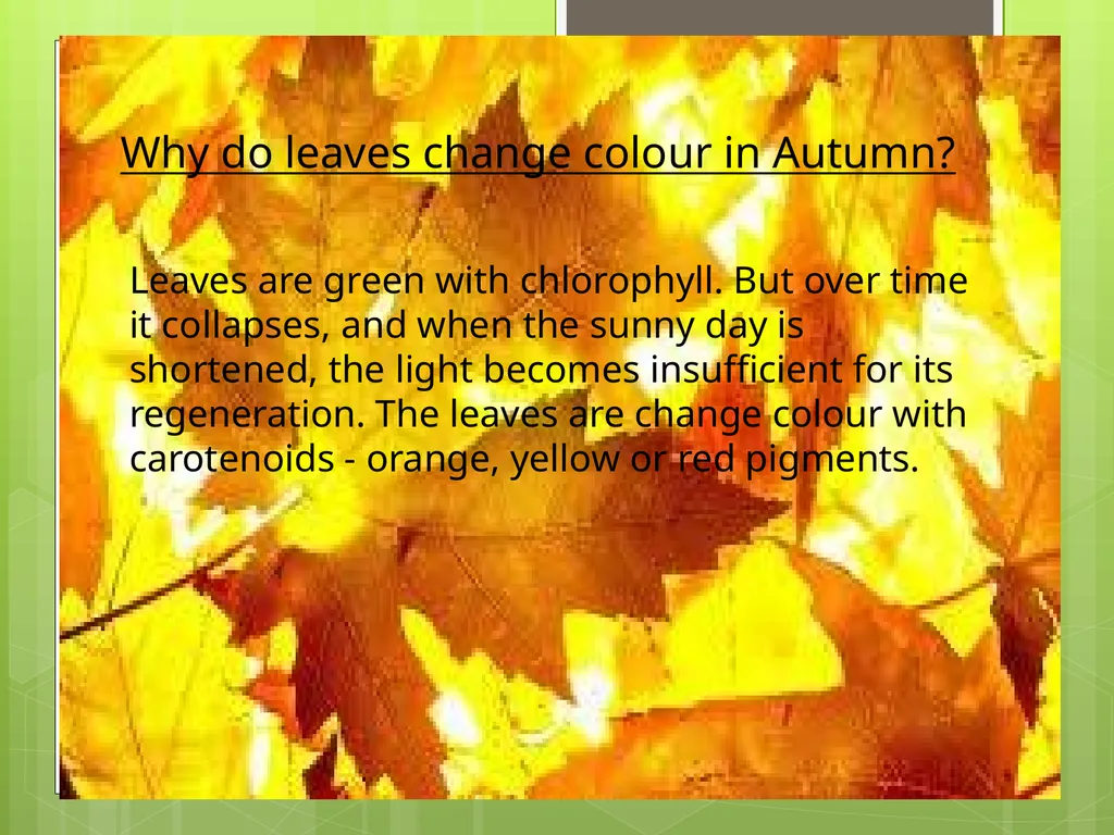 Chestnuts Olga Yakovenko Troyeshchyna Gymnasium - slide 2 of 14