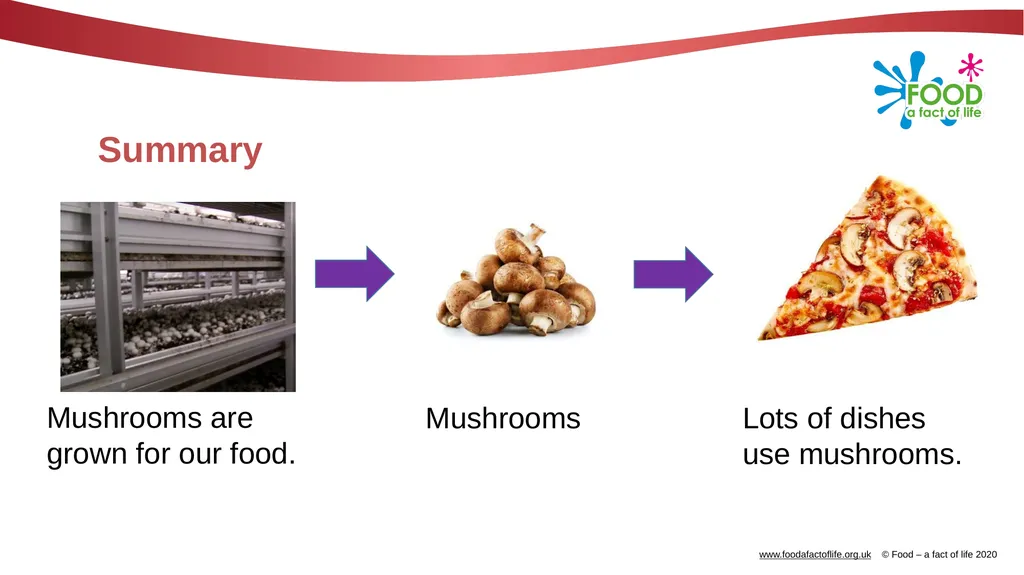 Mushrooms What are these? These are mushrooms. - slide 9 of 10